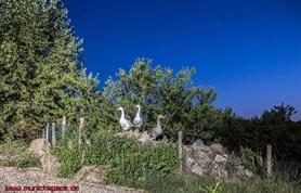 Drei Gänse unterm Sternenhimmel (Sternbild Skorpion, Saturn) in Umbria / Italia; Agriturismo Pulicaro (24mm / 3,2s / ISO320 / f/3,2)